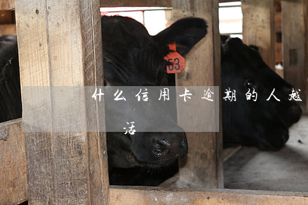 為什么信用卡逾期的人越來越多（信用卡逾期賬戶活躍）