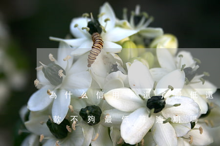 為什么信用卡還了最低還顯示逾期（信用卡還款不夠最低算逾期嗎）