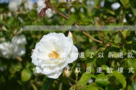 為什么借唄還了以后還款模式變了-為什么借唄還了以后還款模式變了呢