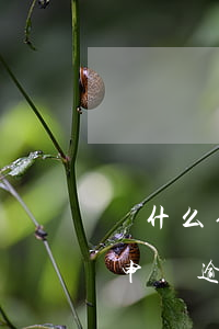 為什么停息掛賬非要等到逾期以后才能辦理（申請逾期停息掛賬有什么影響么）
