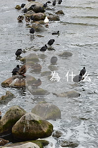 為什么律師不接詐騙案(律師涉嫌詐騙)