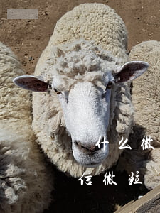 為什么微信微粒貸不能提前還款-為什么微信微粒貸不能提前還款了
