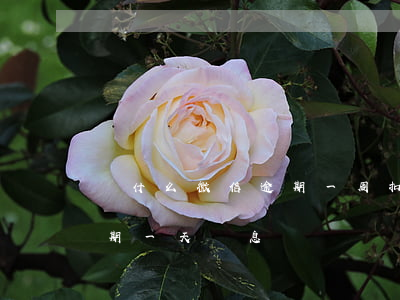 為什么微信逾期一周扣罰息合法么(微粒貸逾期一天罰息)