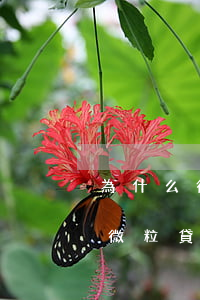為什么微粒貸還款不會在零錢里扣-為什么微粒貸還款不會在零錢里扣錢