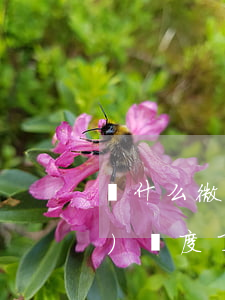 為什么微粒貸還款進(jìn)去無(wú)額度了-為什么微粒貸還款進(jìn)去無(wú)額度了呢