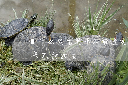 為什么我信用卡不能透支了(為什么我的信用卡不能透支)