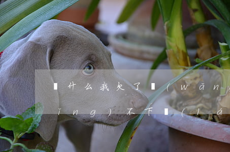 為什么我欠了網(wǎng)貸再申請(qǐng)不下來(lái)了-為什么我欠了網(wǎng)貸再申請(qǐng)不下來(lái)了呢