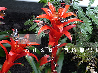 為什么我沒有逾期記錄(為什么沒有過逾期)