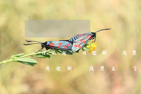 為什么我沒有逾期變成黑名單了-為什么我沒有逾期變成黑名單了呢