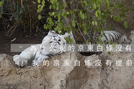 為什么我的京東白條沒有提前還款-為什么我的京東白條沒有提前還款功能