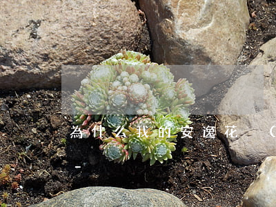為什么我的安逸花沒(méi)有最低還款-