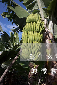 為什么我的微粒貸不能提前還款-為什么我的微粒貸不能提前還款了