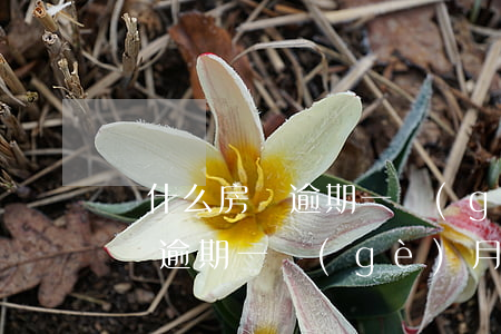 為什么房貸逾期一個(gè)月了(為什么房貸逾期一個(gè)月了)