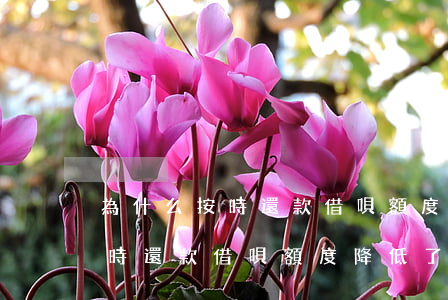 為什么按時還款借唄額度降低了-為什么按時還款借唄額度降低了呢