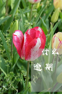 為什么明明還了信用卡還逾期（你有過信用卡逾期還款的經(jīng)歷嗎）