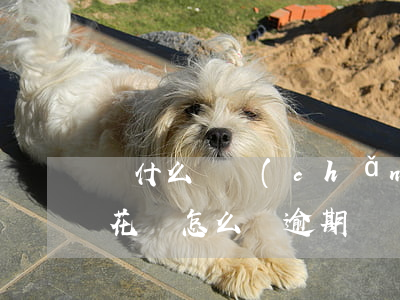 為什么會產(chǎn)生花唄逾期(支付寶花唄怎么會逾期)