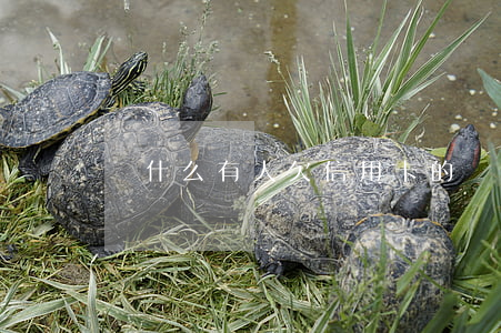 為什么有人欠信用卡的錢敢不還-
