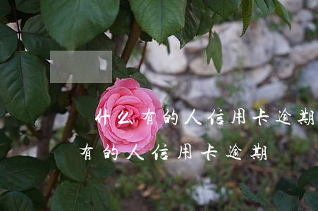 為什么有的人信用卡逾期還沒起訴-為什么有的人信用卡逾期還沒起訴呢