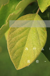為什么有錢(qián)花提前還款利息還高些-為什么有錢(qián)花提前還款利息還高些呢