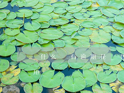 為什么沒有逾期花唄也會(huì)無法使用