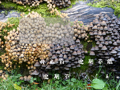 為什么白條逾期不能協(xié)商還款(白條逾期不還會(huì)怎樣?)
