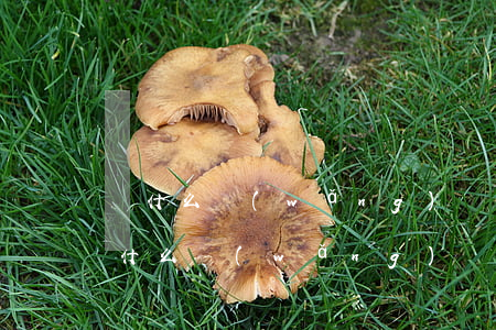 為什么網(wǎng)貸利率越來越高-為什么網(wǎng)貸利率越來越高了