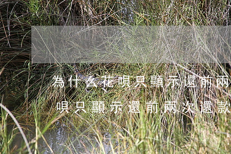 為什么花唄只顯示還前兩次還款-為什么花唄只顯示還前兩次還款呢