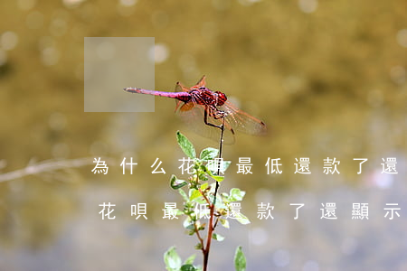 為什么花唄最低還款了還顯示逾期-為什么花唄最低還款了還顯示逾期了