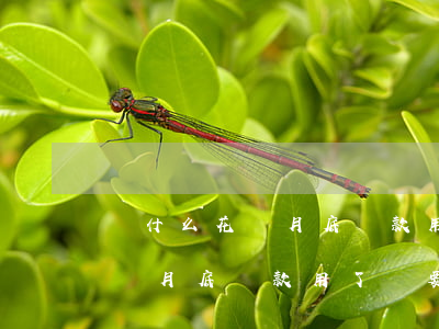 為什么花唄月底還款用了還要還-為什么花唄月底還款用了還要還利息