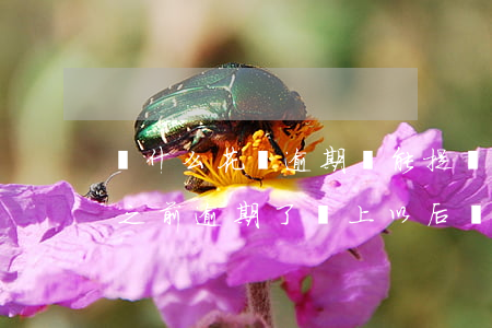 為什么花唄逾期還能提現(xiàn)(花唄之前逾期了,還上以后為啥不能用??)