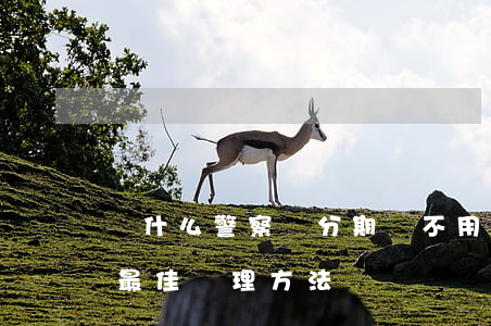 為什么警察說分期樂不用還-逾期無力還款最佳處理方法