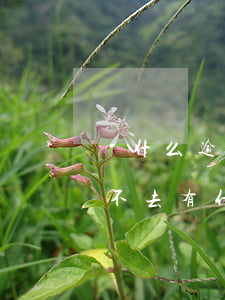 為什么逾期不會(huì)起訴 逾期被起訴不去有什么后果