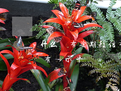 為什么還有逾期短信(有短信說我貸款逾期 又沒有顯示平臺)