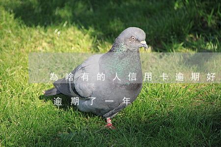 為啥有的人信用卡逾期好多年 好幾張信用卡逾期了一年