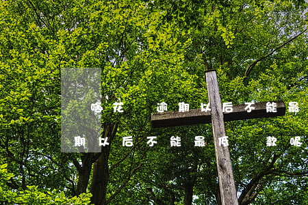 為啥花唄逾期以后不能最低還款(為啥花唄逾期以后不能最低還款呢)