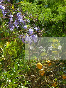 烟台经济适用房(烟台经济适用房有哪些小区)
