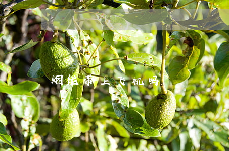 烟能带上飞机吗