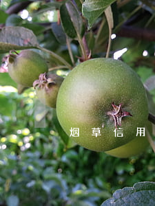 烟草信用卡逾期还款-烟草贷款逾期