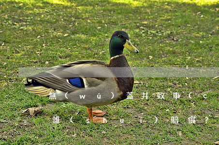 無(wú)蓋井致車(chē)輛損壞 該找誰(shuí)賠償？