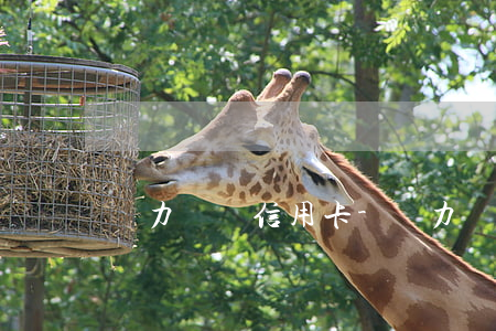無力償還信用卡-無力償還信用卡要坐牢嗎