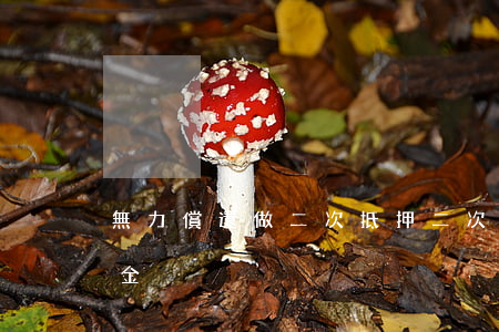 無力償還做二次抵押 二次抵押到期還不上本金
