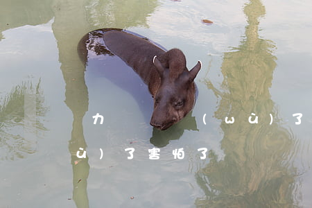 無力償還債務(wù)了(無力償還債務(wù)了害怕了)