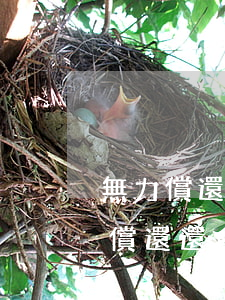 無力償還債務(wù)拘留15天后仍無力償還還會（無力償還債務(wù)要拘留）