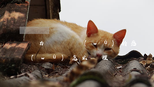 無力償還債務(wù)的感覺(無力償還債務(wù)怎么處理)