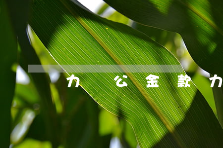 無力償還公積金貸款(無力償還公積金貸款咋辦)