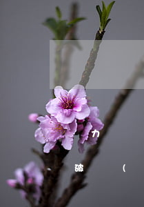 無力償還可以拍賣嗎(無力償還債務可以申請破產(chǎn)嗎)