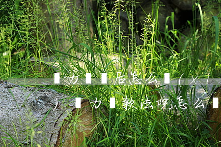無力償還后怎么協(xié)調(diào)(無力還款法院怎么處理)
