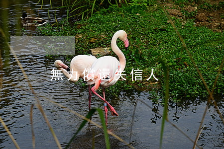 無力償還失信人