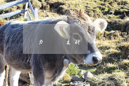 無力償還支付寶的錢