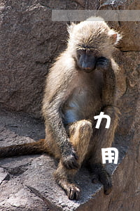 無力償還網(wǎng)貸被起訴了要承擔費用嗎-無力償還網(wǎng)貸被起訴了要承擔費用嗎怎么辦